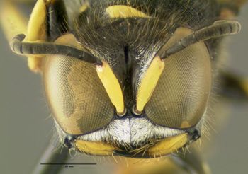 Media type: image;   Entomology 602923 Aspect: head frontal view